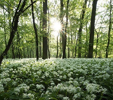 Bear's garlic carpet