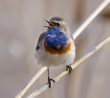 Bluethroat