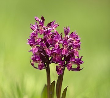 Dactylorhiza sambucina