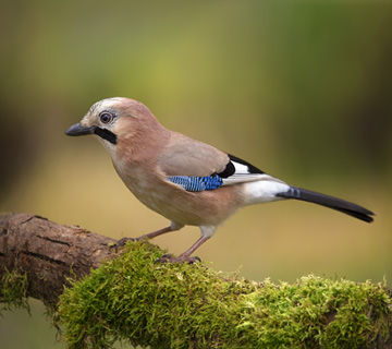 Eurasian jay