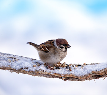 House sparrow