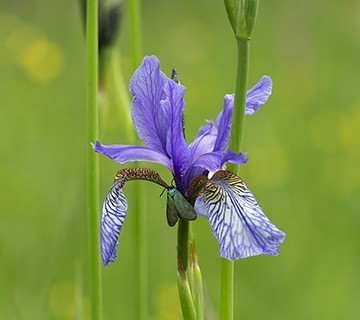 Iris sibirica