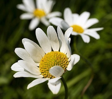 Leucanthemum vulgare