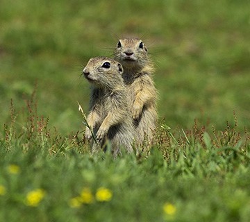 European ground squirrel